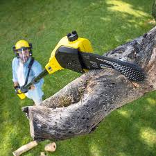 Best Tree Removal Service  in Belville, NC