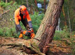 Best Commercial Tree Services  in Belville, NC