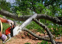 Best Tree and Shrub Care  in Belville, NC