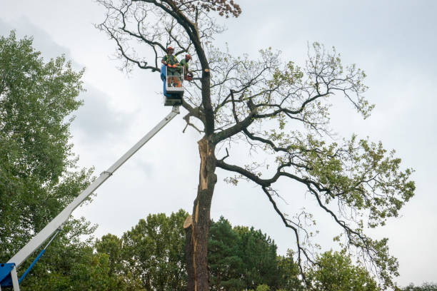 Best Palm Tree Trimming  in Belville, NC