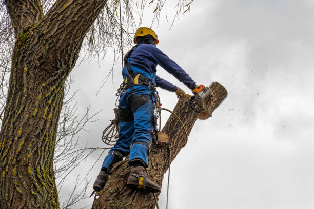 Best Tree Maintenance Programs  in Belville, NC