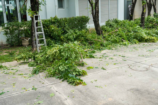 Leaf Removal Services in Belville, NC