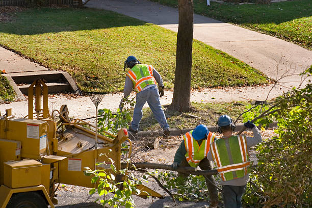 Best Seasonal Cleanup  in Belville, NC