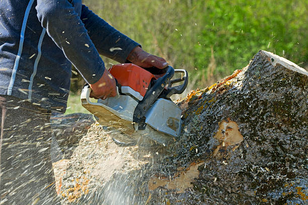 Best Tree Mulching Services  in Belville, NC