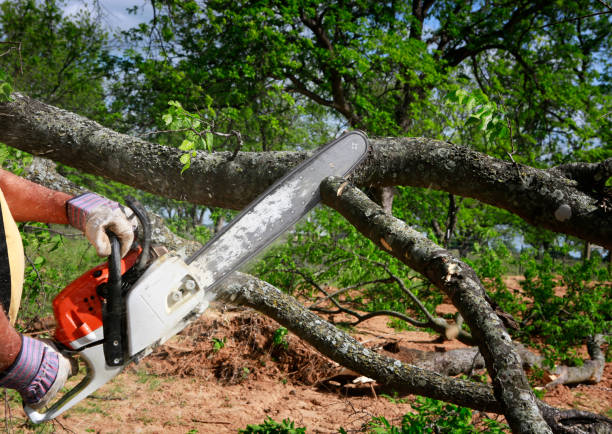 Best Tree Preservation Services  in Belville, NC